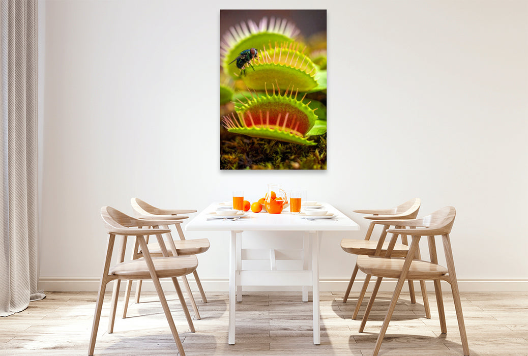 Premium Textil-Leinwand Venusfliegenfalle mit Mittagessen