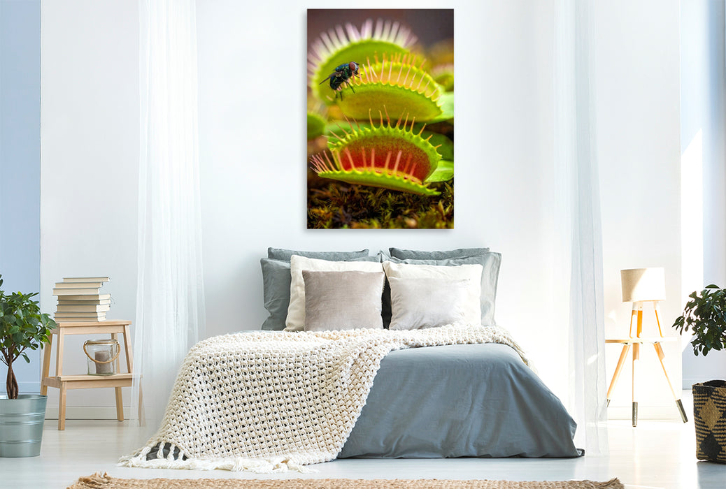 Premium Textil-Leinwand Venusfliegenfalle mit Mittagessen