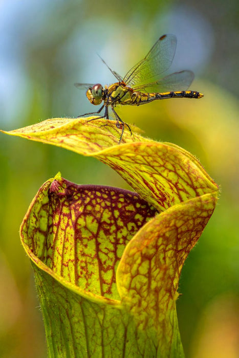 Premium Textil-Leinwand Fleischfressende Sarracenia mit Besucher