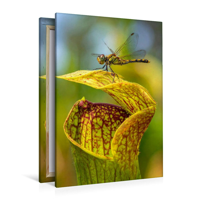 Premium Textil-Leinwand Fleischfressende Sarracenia mit Besucher