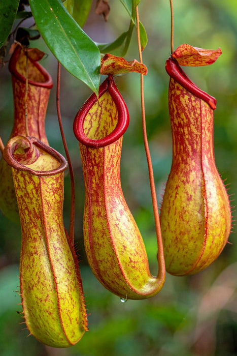 Premium Textil-Leinwand Fleischfressende Kannenpflanzen