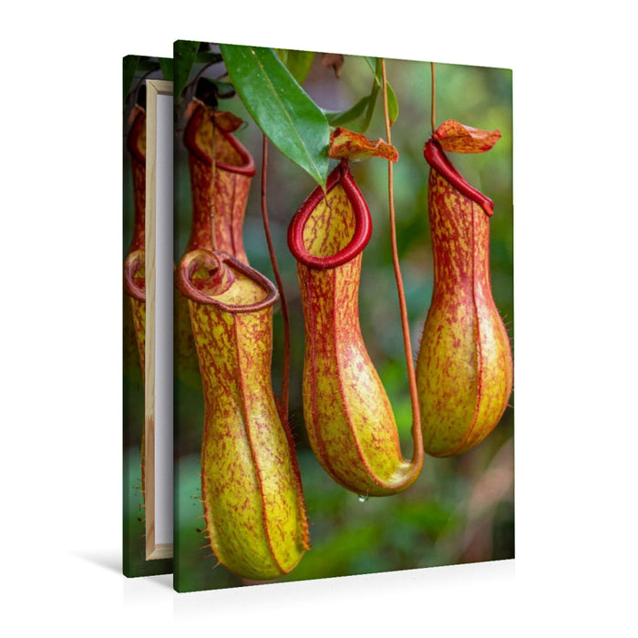 Premium Textil-Leinwand Fleischfressende Kannenpflanzen
