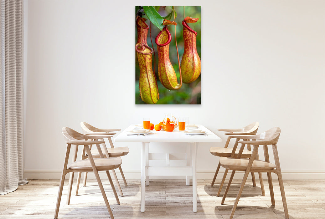 Premium Textil-Leinwand Fleischfressende Kannenpflanzen