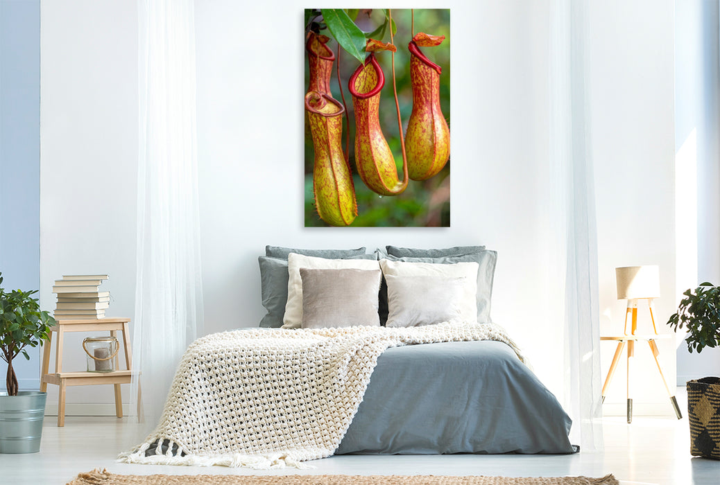 Premium Textil-Leinwand Fleischfressende Kannenpflanzen