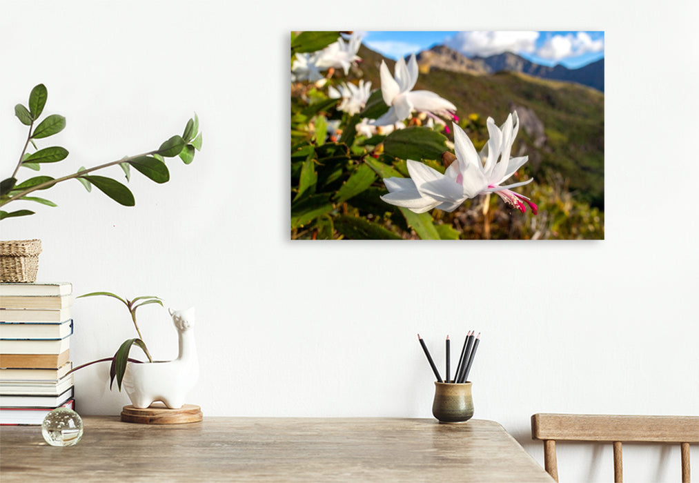 Premium Textil-Leinwand Schlumbergera - Weihnachtskaktus in natürlicher Umgebung