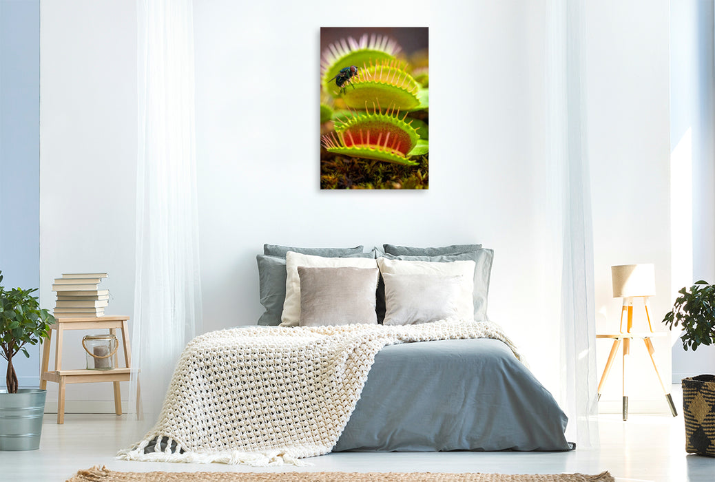 Premium Textil-Leinwand Venusfliegenfalle mit Mittagessen