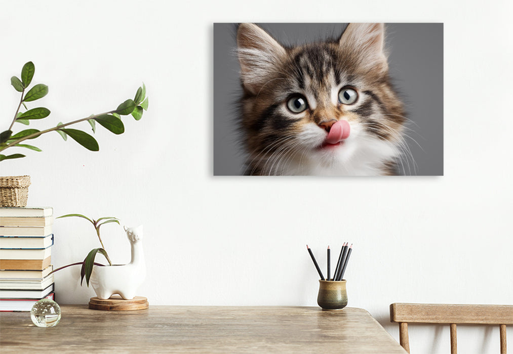 Premium Textil-Leinwand Ein Motiv aus dem Kalender Miau macht glücklich