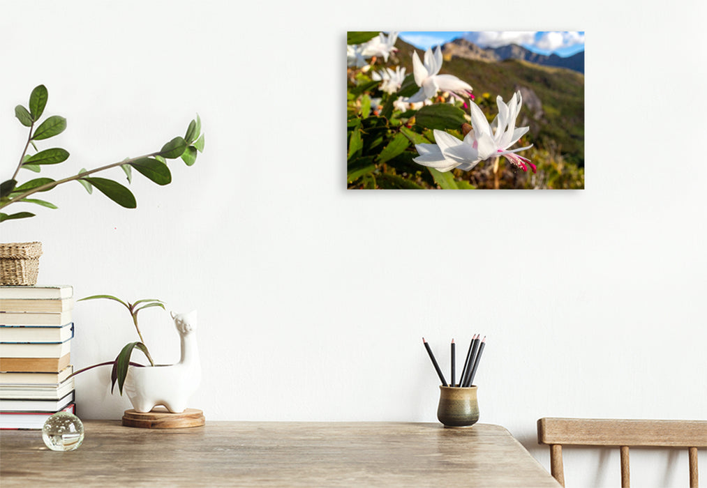 Premium Textil-Leinwand Schlumbergera - Weihnachtskaktus in natürlicher Umgebung