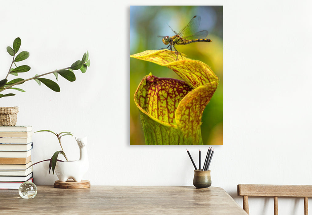 Premium Textil-Leinwand Fleischfressende Sarracenia mit Besucher