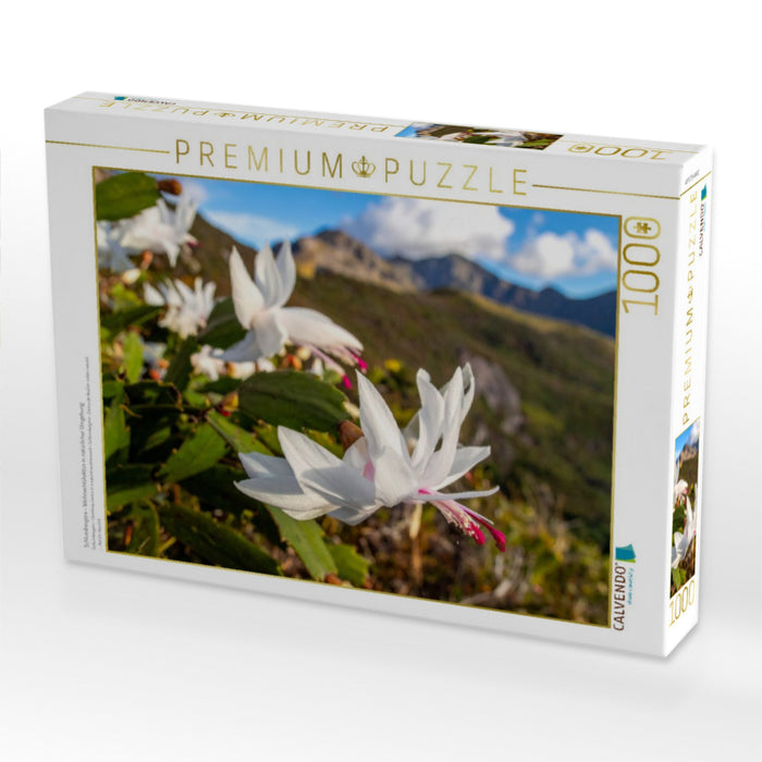 Schlumbergera - Weihnachtskaktus in natürlicher Umgebung - CALVENDO Foto-Puzzle'