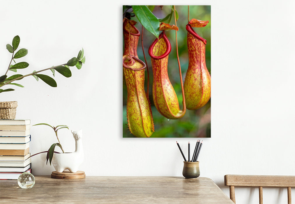 Premium Textil-Leinwand Fleischfressende Kannenpflanzen