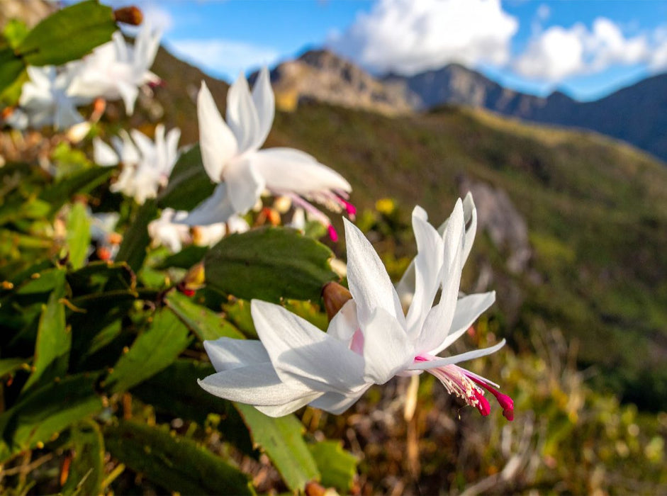 Schlumbergera - Weihnachtskaktus in natürlicher Umgebung - CALVENDO Foto-Puzzle'