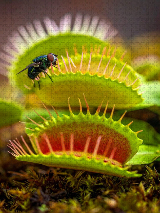 Venusfliegenfalle mit Mittagessen - CALVENDO Foto-Puzzle'