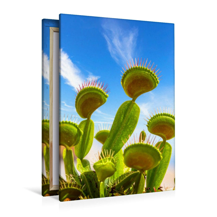 Premium Textil-Leinwand Venusfliegenfallen - Fleischfressende Pflanze