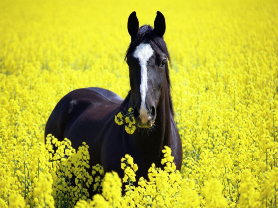 Rappe im Raps - Schwarzes Pferd mit Snack - CALVENDO Foto-Puzzle'