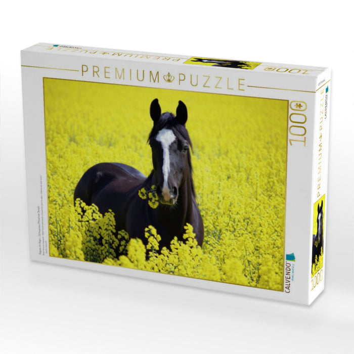 Rappe im Raps - Schwarzes Pferd mit Snack - CALVENDO Foto-Puzzle'