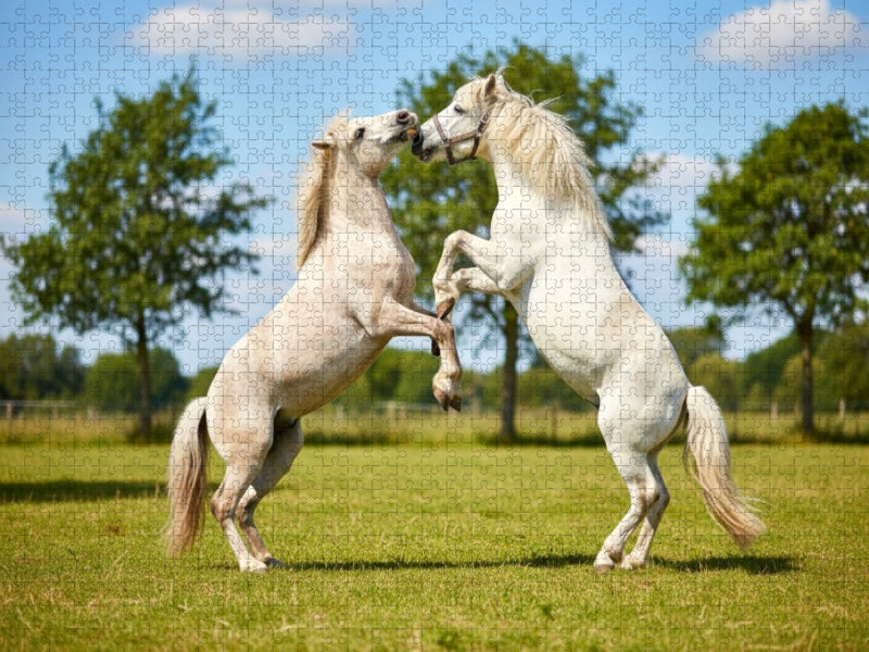 Weiße Pferde beim Kräftemessen - CALVENDO Foto-Puzzle'