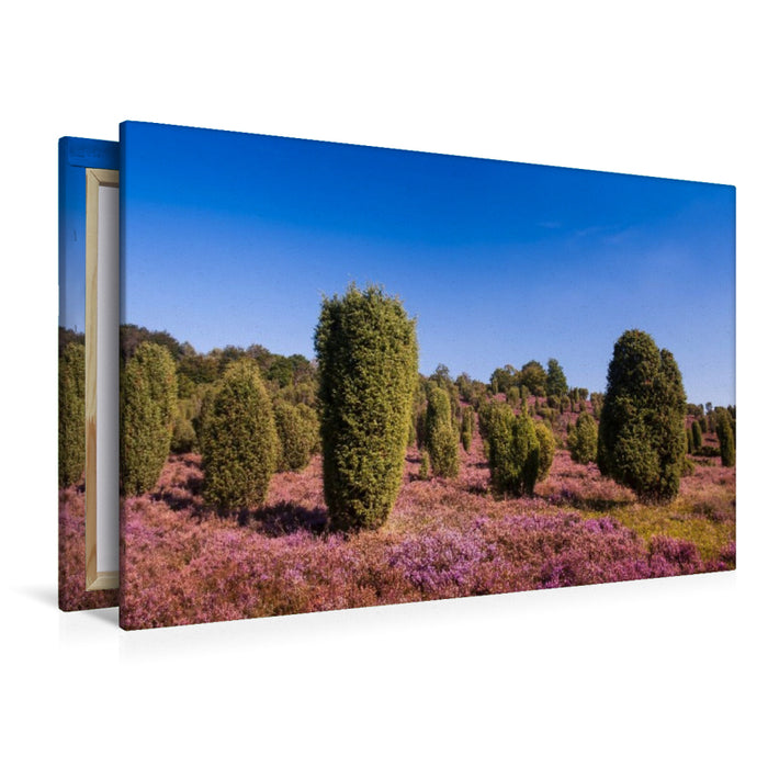 Premium Textil-Leinwand Wacholder in blühender Heide am Wilseder Berg,Deutschland