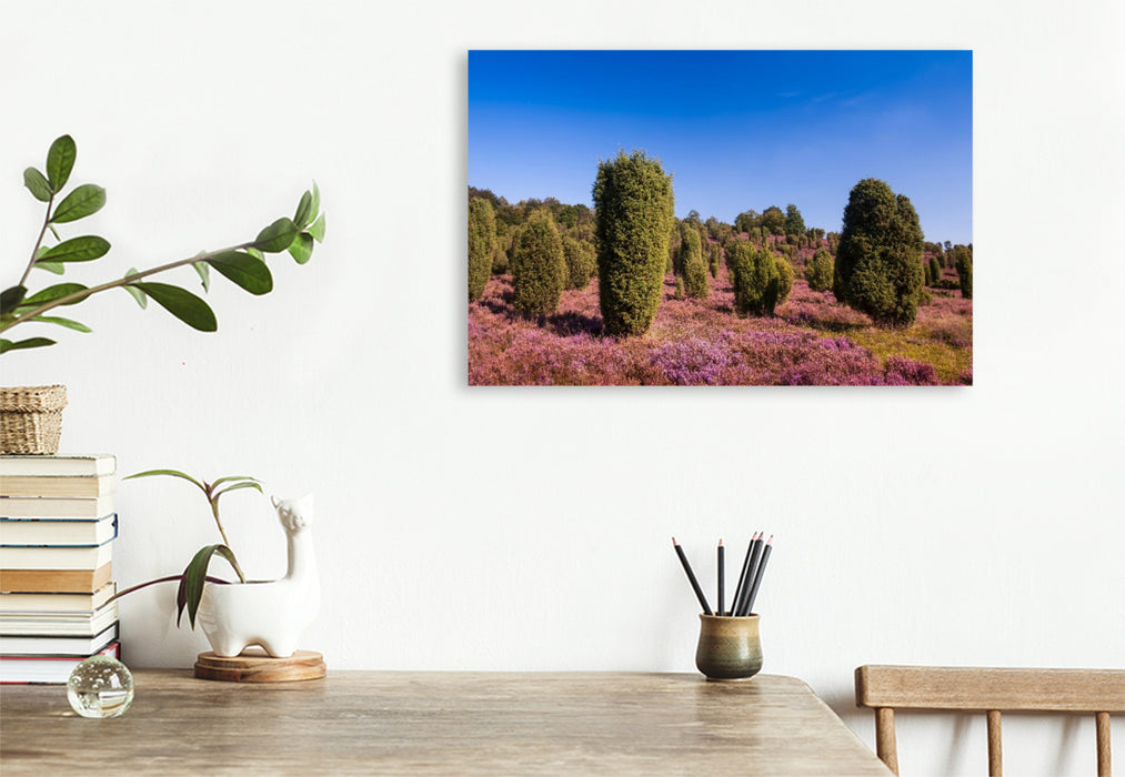 Premium Textil-Leinwand Wacholder in blühender Heide am Wilseder Berg,Deutschland