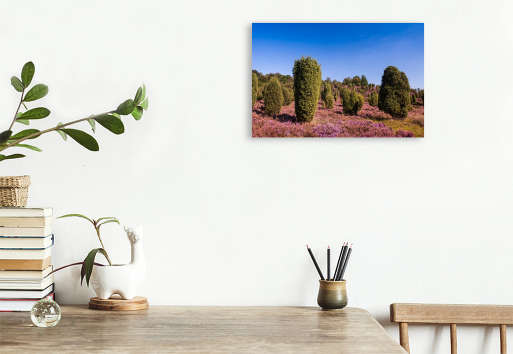 Premium Textil-Leinwand Wacholder in blühender Heide am Wilseder Berg,Deutschland