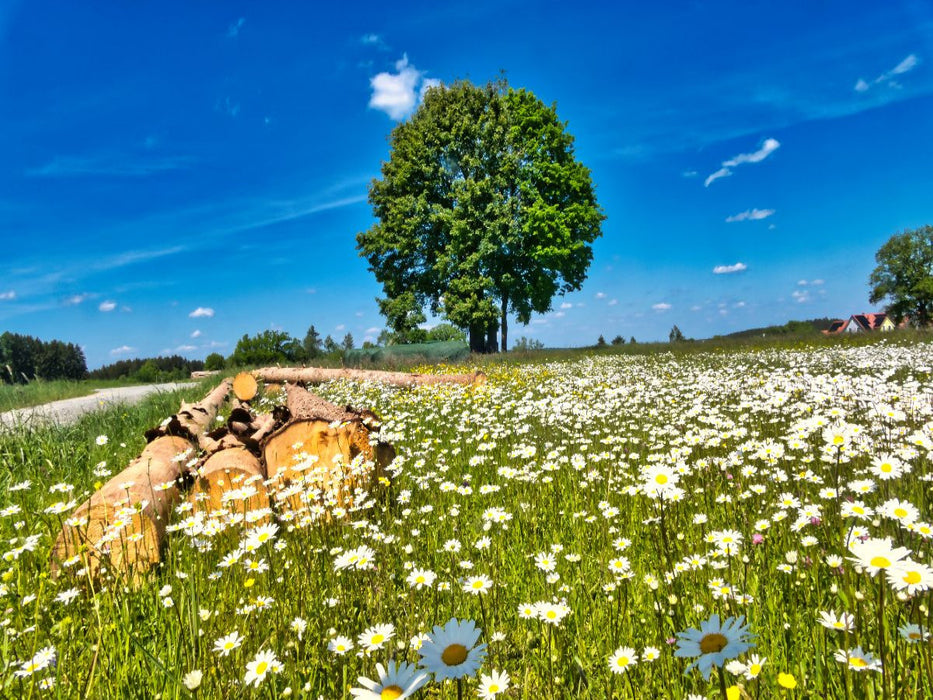 Frühlingswiese - CALVENDO Foto-Puzzle'