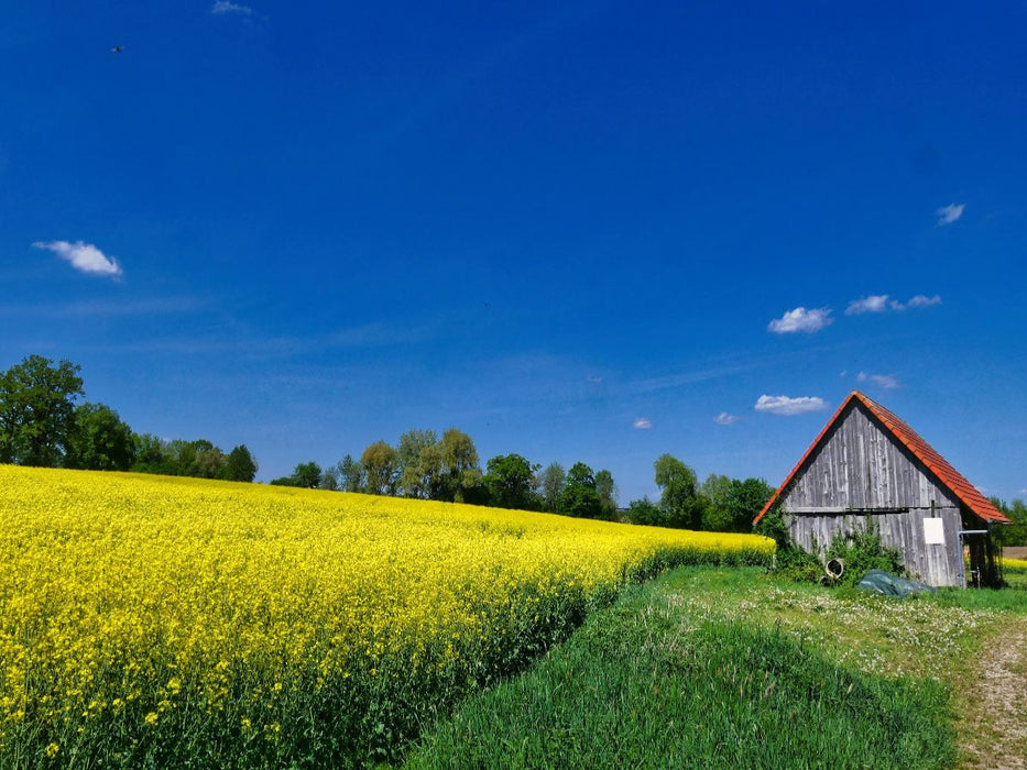 Scheune mit Rapsfeld - CALVENDO Foto-Puzzle'