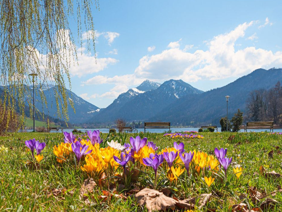 Kurpark Schliersee mit Blick zur Brecherspitze - CALVENDO Foto-Puzzle'