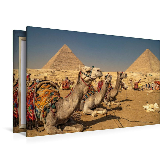 Premium Textil-Leinwand Kamele bei den Pyramiden