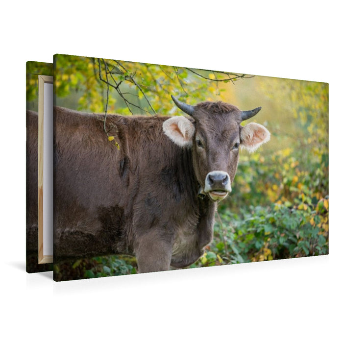 Premium Textil-Leinwand Braunvieh auf der Herbstweide