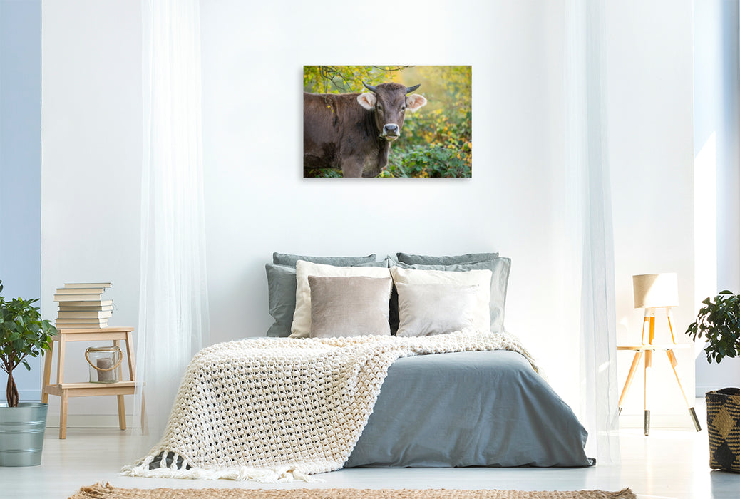 Premium Textil-Leinwand Braunvieh auf der Herbstweide