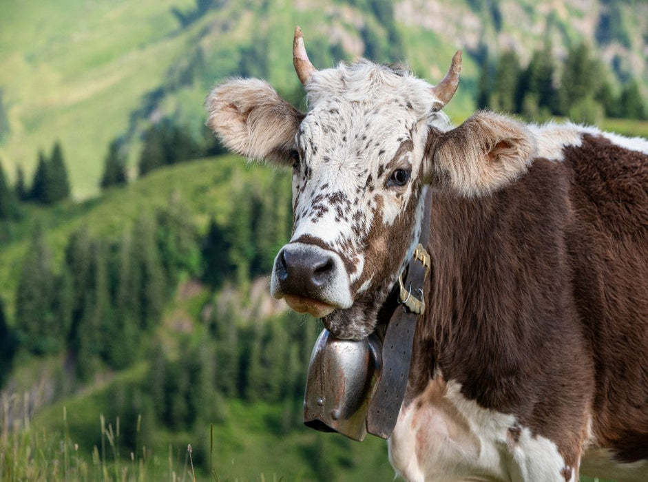 Blüem - CALVENDO Foto-Puzzle'