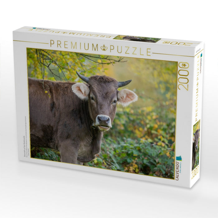 Braunvieh auf der Herbstweide - CALVENDO Foto-Puzzle'