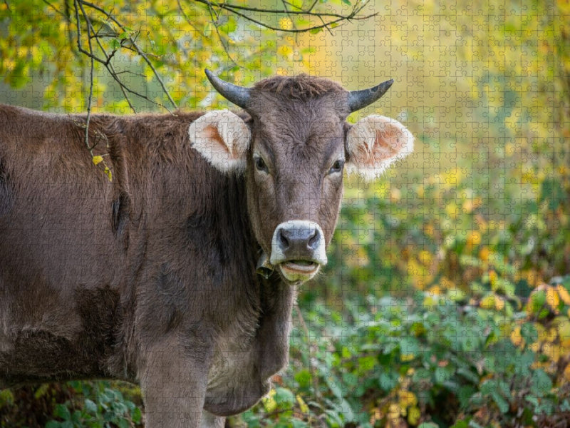 Braunvieh auf der Herbstweide - CALVENDO Foto-Puzzle'