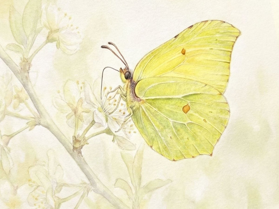 Schmetterling - CALVENDO Foto-Puzzle'