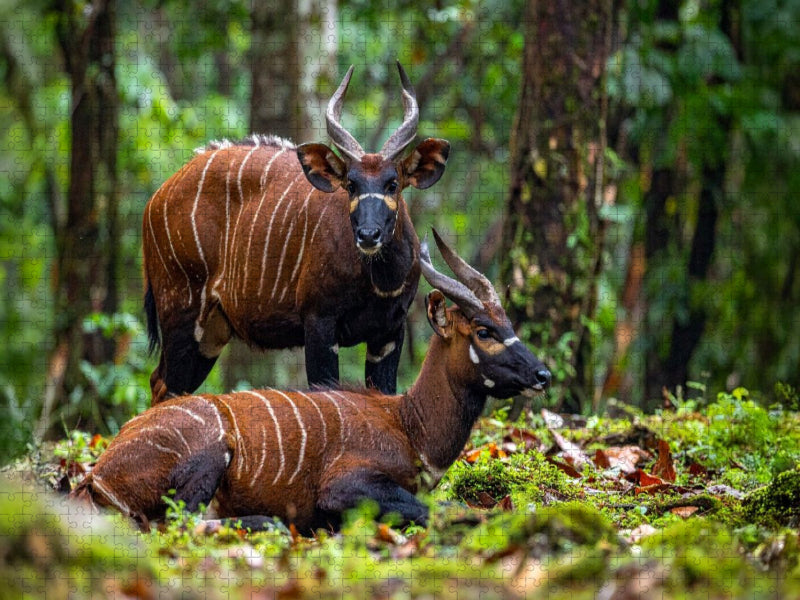 Bongo Antilopen in der Wildnis - CALVENDO Foto-Puzzle'