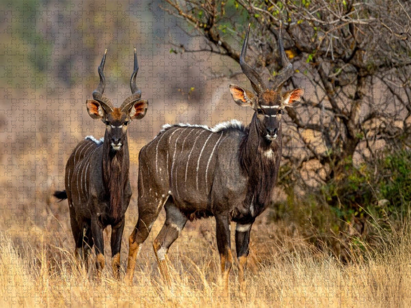 Nyala Antilopen in der Savanne - CALVENDO Foto-Puzzle'