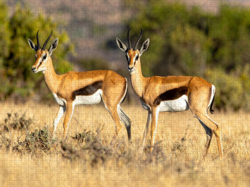 Springbock Antilopen in der Savanne - CALVENDO Foto-Puzzle'