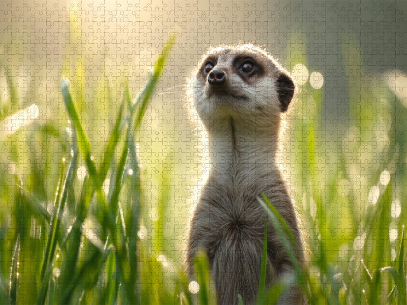 Frühling, Ich bin bereit - CALVENDO Foto-Puzzle'