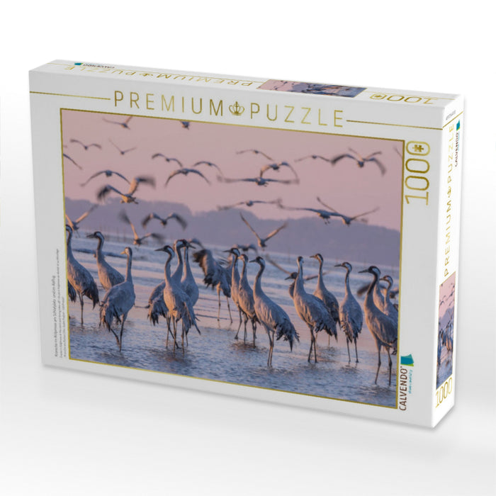 Kraniche im Kölpinsee am Schlafplatz und im Abflug - CALVENDO Foto-Puzzle'
