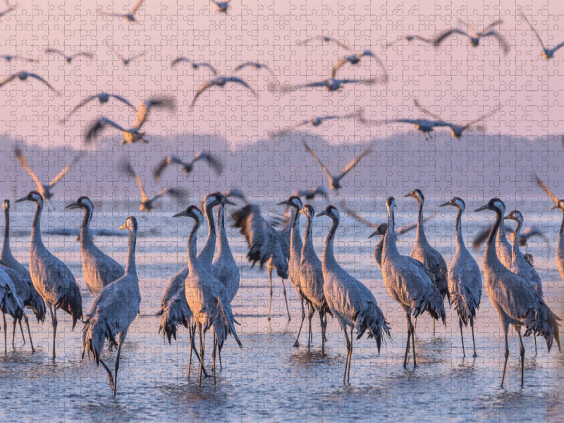 Kraniche im Kölpinsee am Schlafplatz und im Abflug - CALVENDO Foto-Puzzle'
