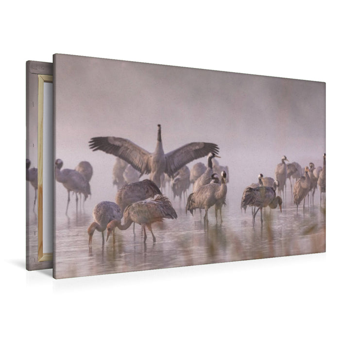 Premium Textil-Leinwand Ein Motiv aus dem Kalender Kraniche am Schlafplatz - im Naturparadies der Mecklenburgischen Seenplatte