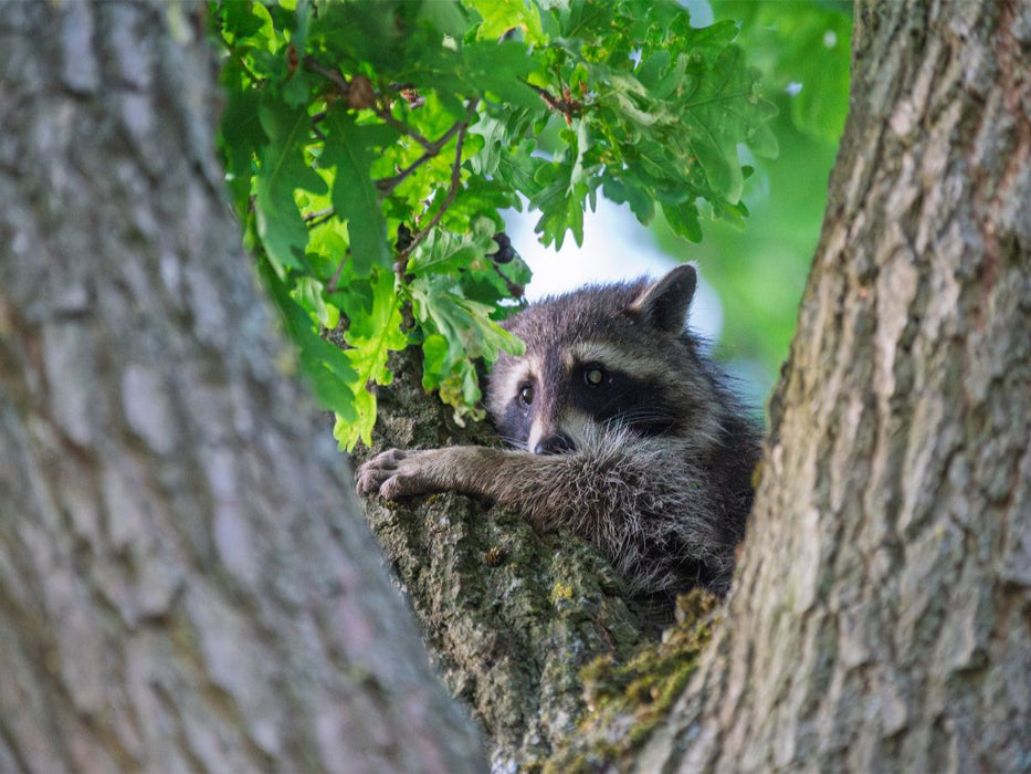 Waschbär in Baumkrone zwischen Eichenblättern - CALVENDO Foto-Puzzle'