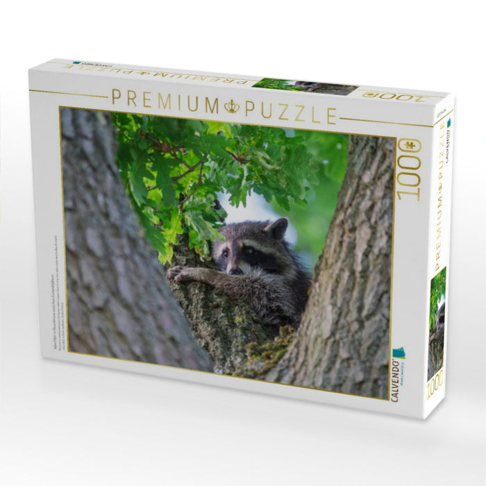 Waschbär in Baumkrone zwischen Eichenblättern - CALVENDO Foto-Puzzle'