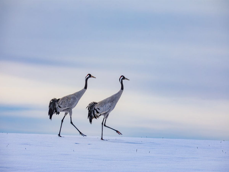Winterspaziergang der Kraniche auf verschneitem Feld - CALVENDO Foto-Puzzle'