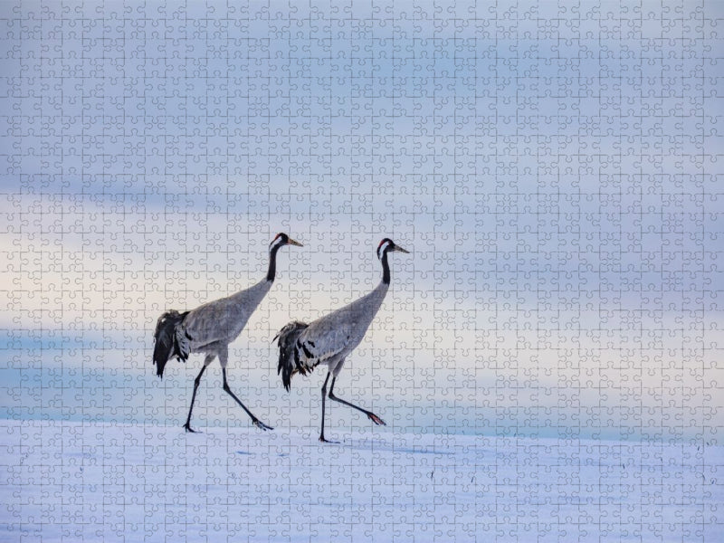 Winterspaziergang der Kraniche auf verschneitem Feld - CALVENDO Foto-Puzzle'