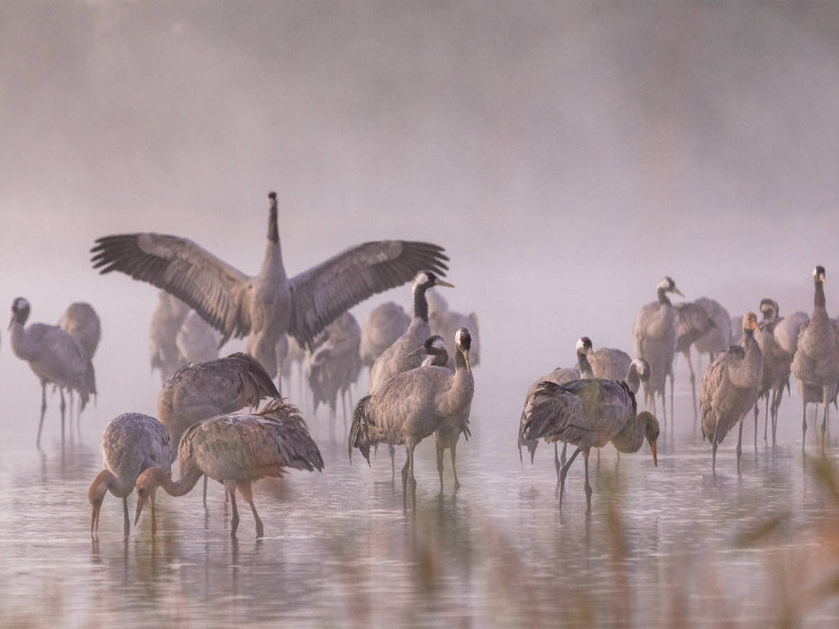 Ein Motiv aus dem Kalender Kraniche am Schlafplatz - im Naturparadies der Mecklenburgischen Seenplatte - CALVENDO Foto-Puzzle'