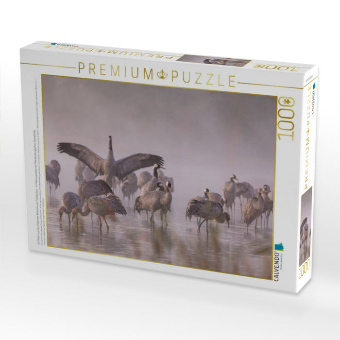 Ein Motiv aus dem Kalender Kraniche am Schlafplatz - im Naturparadies der Mecklenburgischen Seenplatte - CALVENDO Foto-Puzzle'