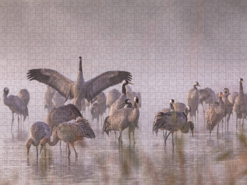 Ein Motiv aus dem Kalender Kraniche am Schlafplatz - im Naturparadies der Mecklenburgischen Seenplatte - CALVENDO Foto-Puzzle'