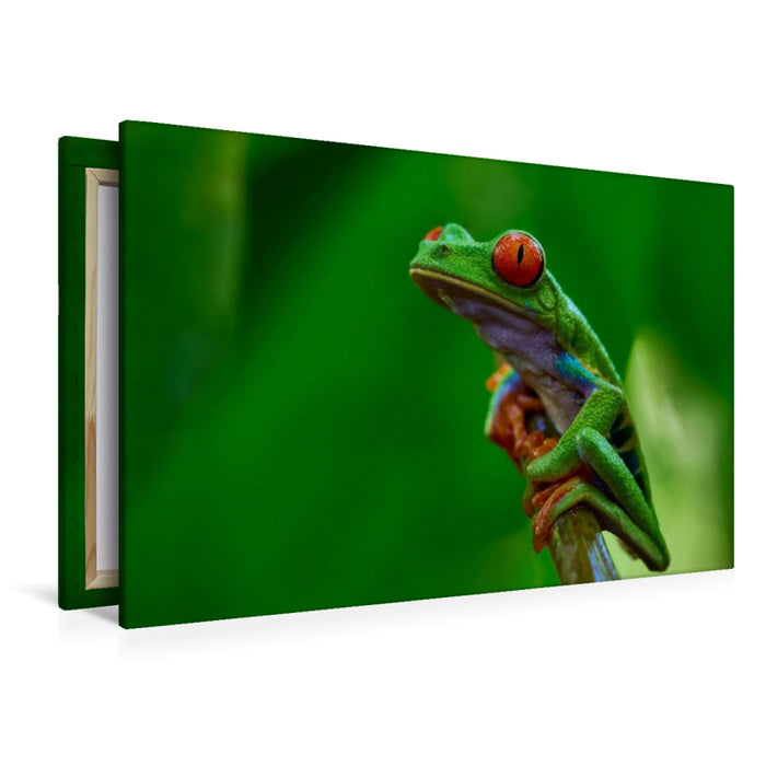 Premium Textil-Leinwand Costa Rica - Rotaugenlaubfrosch