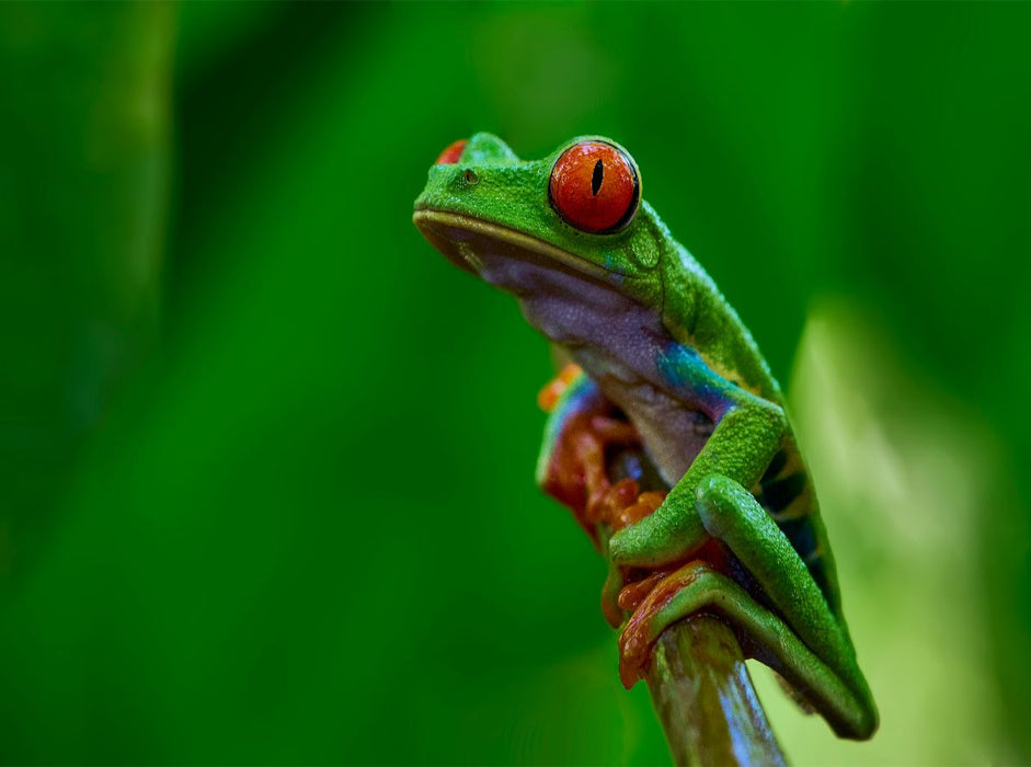 Costa Rica - Rotaugenlaubfrosch - CALVENDO Foto-Puzzle'